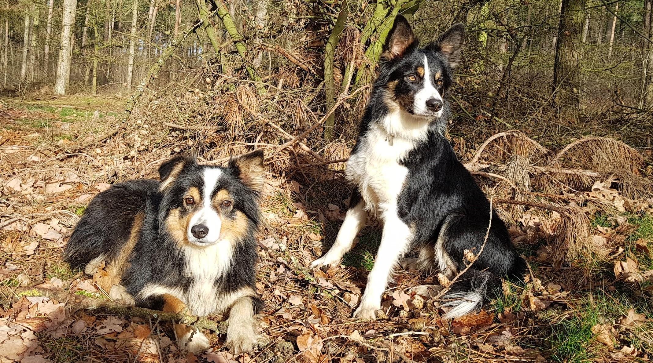 Bold (rechts) en Fly